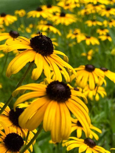 Solve Maryland State Flower: Black-Eyed Susan jigsaw puzzle online with ...