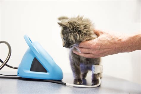 Why do cats get high blood pressure? - Vet Help Direct