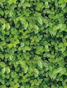 Amazingkarts Self Adhesive Decal Living Room Hall Bedroom Decoration ...