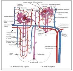 Mechanism of Urine Formation and Concentration of Filterate - Biology ...