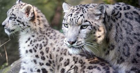 Snow leopard spotted in north Sikkim for first time
