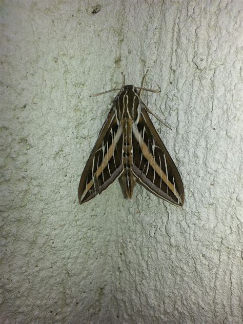 Image result for Moth Insect