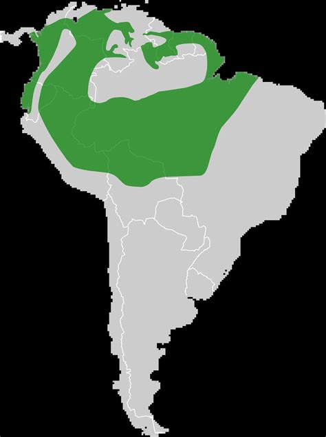 Datos de Maracaná grande, dieta, hábitat e imágenes en Animalia.bio