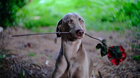 Download wallpaper 1600x900 dog, pet, glance, funny widescreen 16:9 hd ...