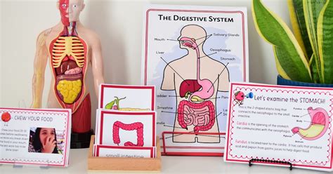 Digestive Process for Kids 的图像结果