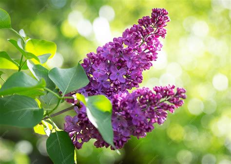 Premium Photo | Purple lilac flowers in a garden