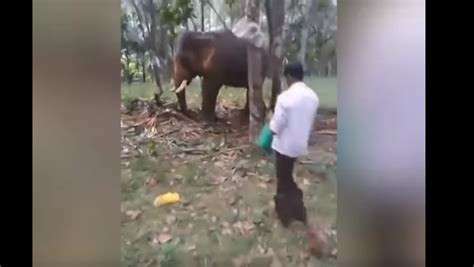 印度的一头大象将一名试图爬到它身上的男子抛开（视频） - 2017年11月15日, 俄罗斯卫星通讯社
