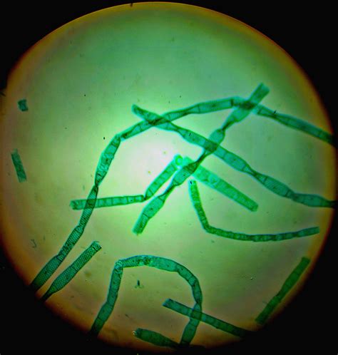 Spirogyra Microscope