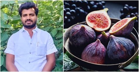 Daund Man Leaves Corporate Job To Farm Figs & Ends Up Getting A ...