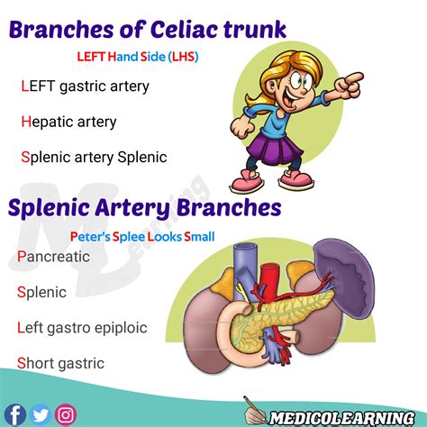Branches of External Carotid Artery Mnemonic – MedicoLearning