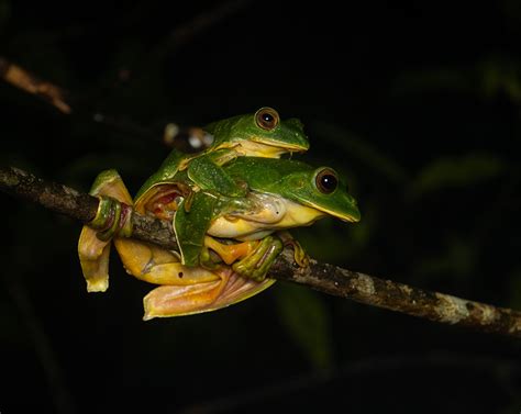 LetsGoa - Explore Forest Night Trails in South Goa and experience ...