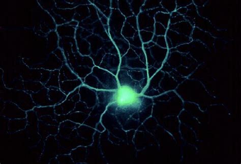 biology questions on cells, help pleaseWhat type of cell is this?What ...