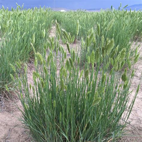 Paiute Orchardgrass (Dactylis glomerata) - Great Basin Seed