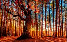 Desktop Background Autumn Wallpapers by Autumn Forest Wallpaper For Desktop Pixelstalk Net Desktop Background Autumn Wallpapers