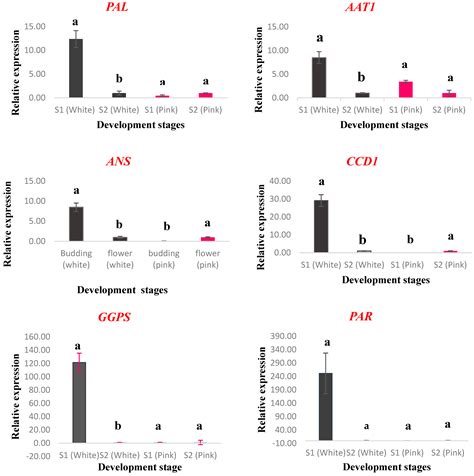 Molecular and Phytochemical Characteristics of Flower Color and Scent ...