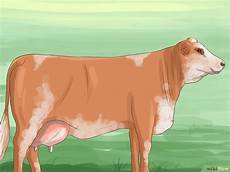 caso simmenthal c 243 mo identificar ganado simmental 10 pasos con fotos caso simmenthal c 243 mo identificar ganado simmental 10 pasos con fotos