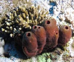 How do organisms reproduce? - Class 10 CBSE Flashcards | Quizlet