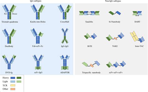 Rapid Generation of Bispecific Antibodies for High-Throughput Screening with SpyLock Technology