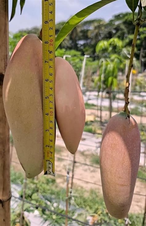 Pyanabi Nursery "red Ivory Mango Plant Grafted" (Plant Height 2-3 Feet ...