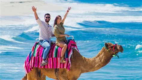 Camel Ride Cactus Tour in Cabo San Lucas | Amstar Excursions