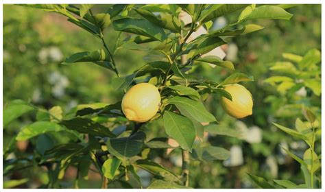 长期喝柠檬的好处-健康顾问-四川省乐至贵均卫生材料有限公司