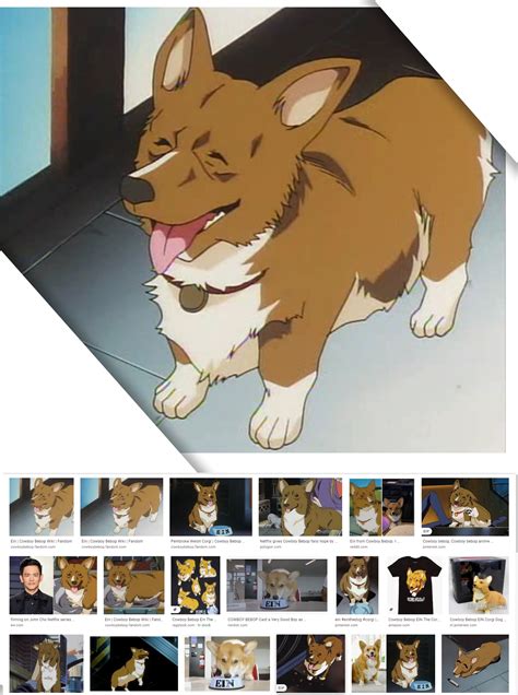 Corgi Cowboy Bebop Puppy Information | Pets Care Box
