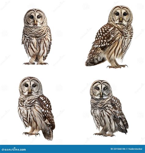 Four Barred Owls with Different Poses Stock Illustration - Illustration ...