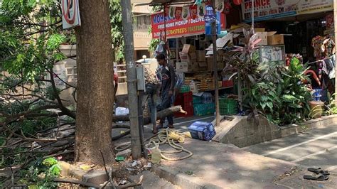 Petition · Indiscriminate Pruning of Healthy Trees in Mumbai · Change.org