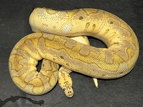 Image result for Pastel Russo Ball Python