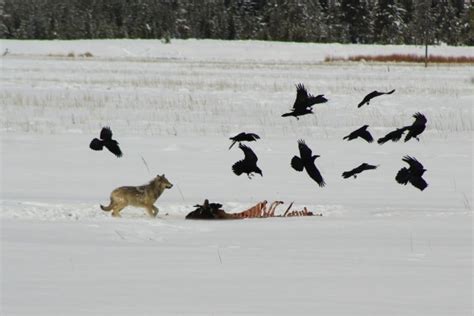 Image result for Wolves of Yellowstone Changing Ecosystem