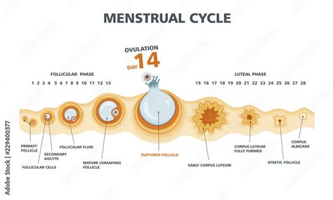 Ovulation chart. Female menstrual cycle Stock Vector | Adobe Stock