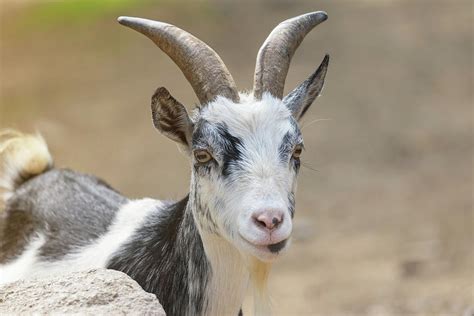 Image result for Goat Cheese Making Process