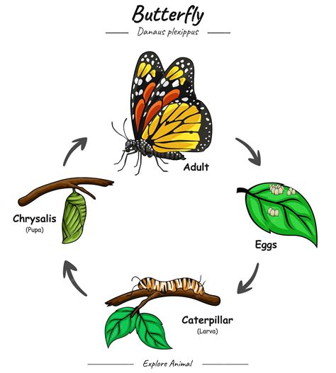 Cycle Of The Butterfly