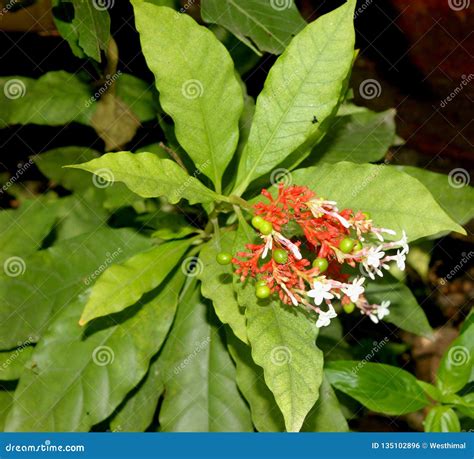 Rauvolfia Serpentina, Indian Snakeroot Flowering Branches. Stock Image | CartoonDealer.com ... - family of rauwolfia