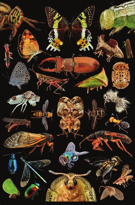 Image result for Insect V Insect