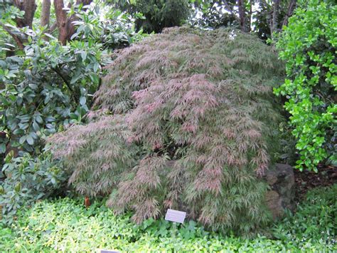 Acer palmatum var. dissectum 'Cv.' - Japanese maple | Lewis Ginter ...