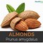 almonds 的图像结果