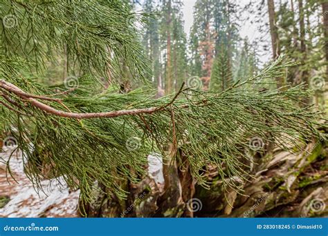 Giant Sequoia Green Leaves and Branches Stock Image - Image of sequoia ...