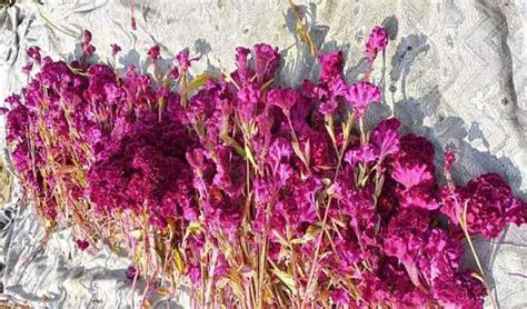 Cockscomb plantation gains renewed attention from farmers in Kashmir ...