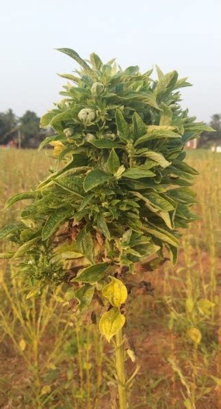 TNAU Agritech Portal :: Crop Protection :: Pest :: Sesamum
