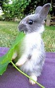 Image result for Funny Cute Baby Bunnies