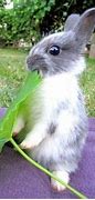 Image result for Love Cute Baby Bunnies