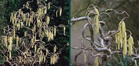 Pruning a Contorted Filbert Tree 的图像结果