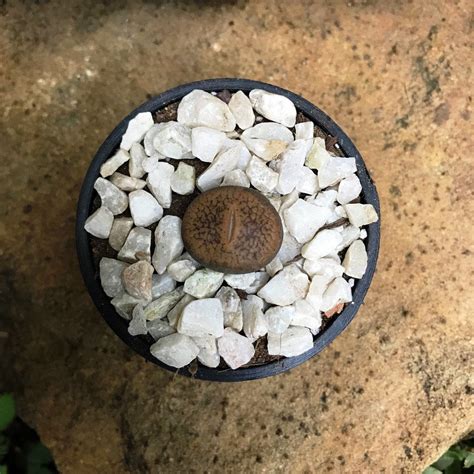 Lithops Villetii Deboeri – Living Stone Succulent