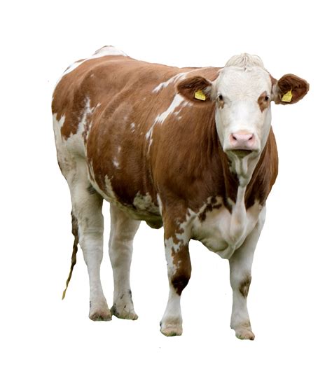 Image result for Cow Using Shapes On Python Turtle