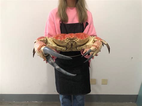 Giant Tasmanian King Crab