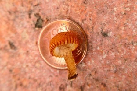 Otra borrasca trae la miniseta a Barcelona