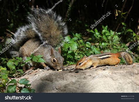Squirrel And Chipmunk Family at David Beach blog