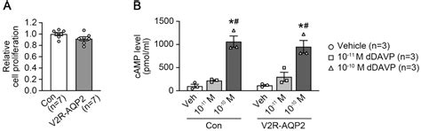 Genome-Engineered mpkCCDc14 Cells as a New Resource for Studying AQP2