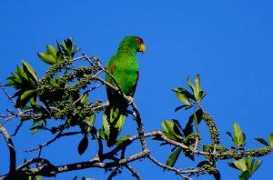 Affordable pet birds to get: Cheapest pet birds options